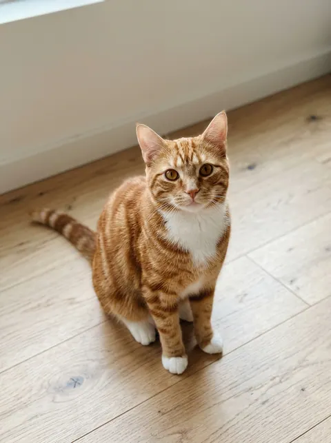 Input photo: an orange tabby cat