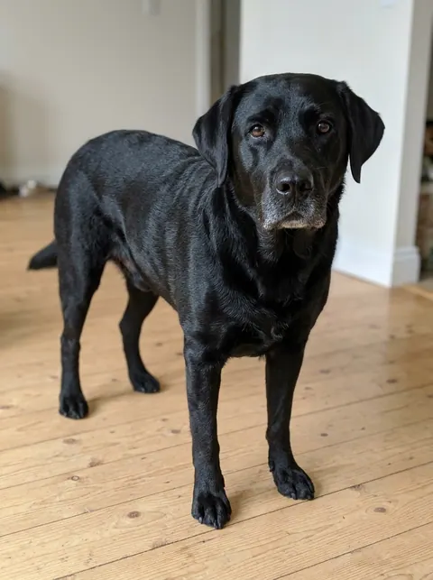 Input photo: a black Labrador